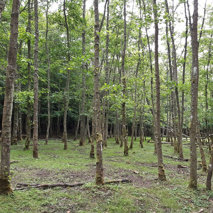 Wald mit Bäumen