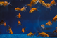 Viele Goldfische im Aquarium